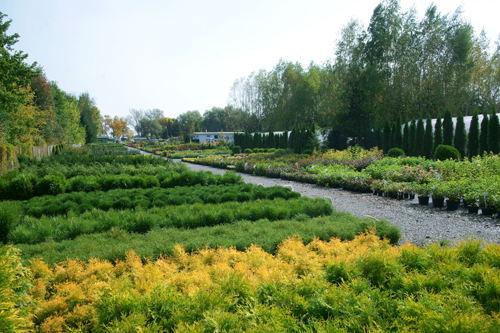 piante ornamentali conifere alberi decidui arbusti da giardino
