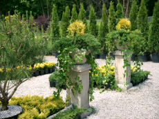 piante ornamentali conifere alberi decidui arbusti da giardino