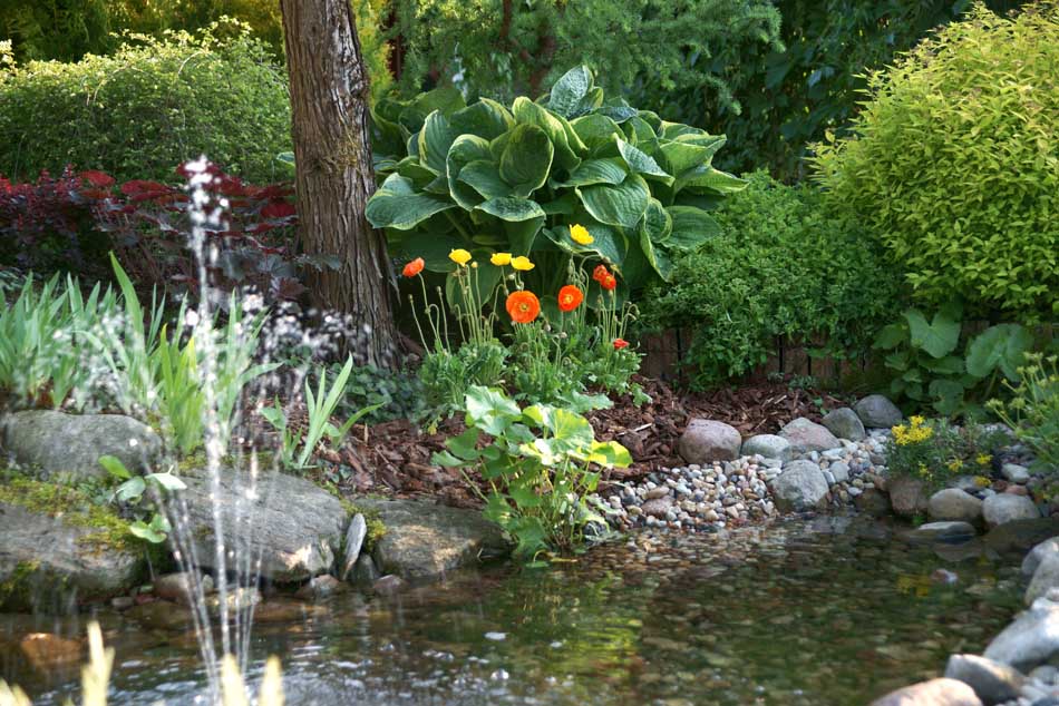 piante ornamentali conifere alberi decidui arbusti da giardino