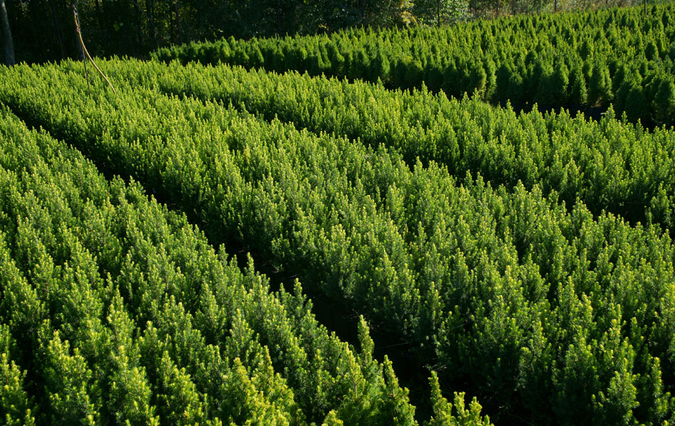 piante ornamentali conifere alberi decidui arbusti da giardino