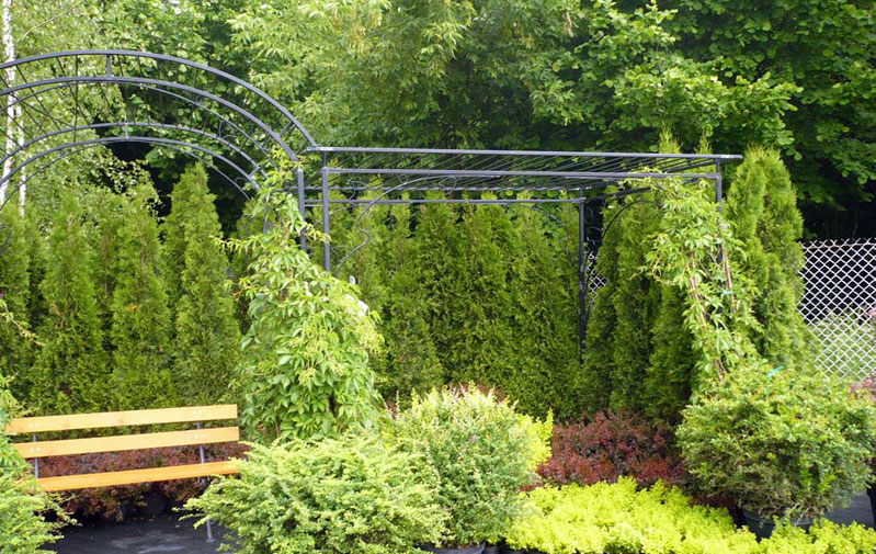 piante ornamentali conifere alberi decidui arbusti da giardino