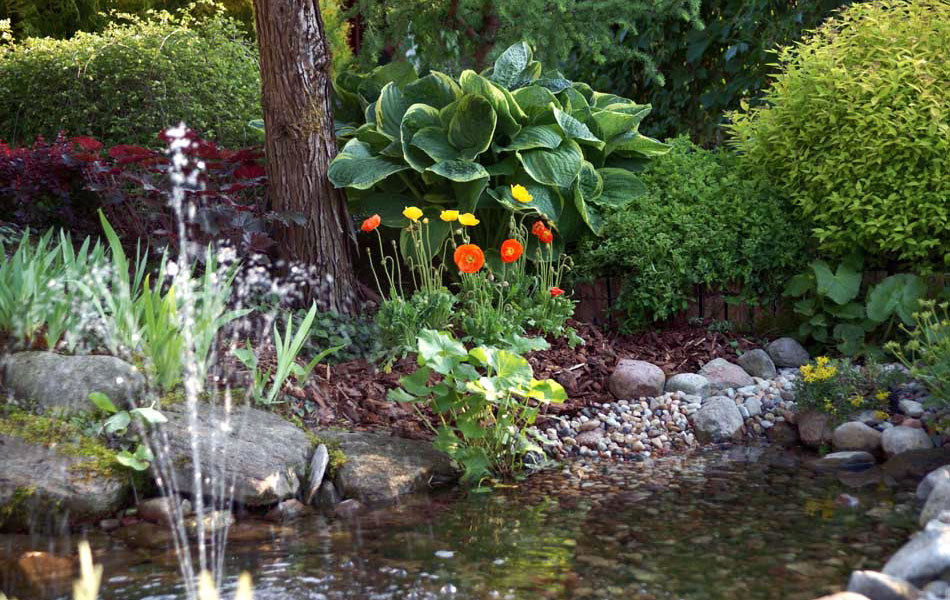 piante ornamentali conifere alberi decidui arbusti da giardino
