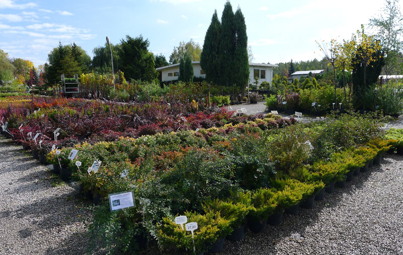 piante ornamentali conifere alberi decidui arbusti da giardino